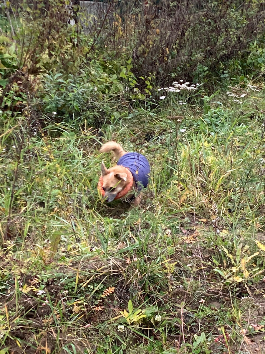 Умка надел на себя кольцо и занимается очень важными делами в саду: выкапывает из костра шкурки от запеченного картофеля и ест 😂