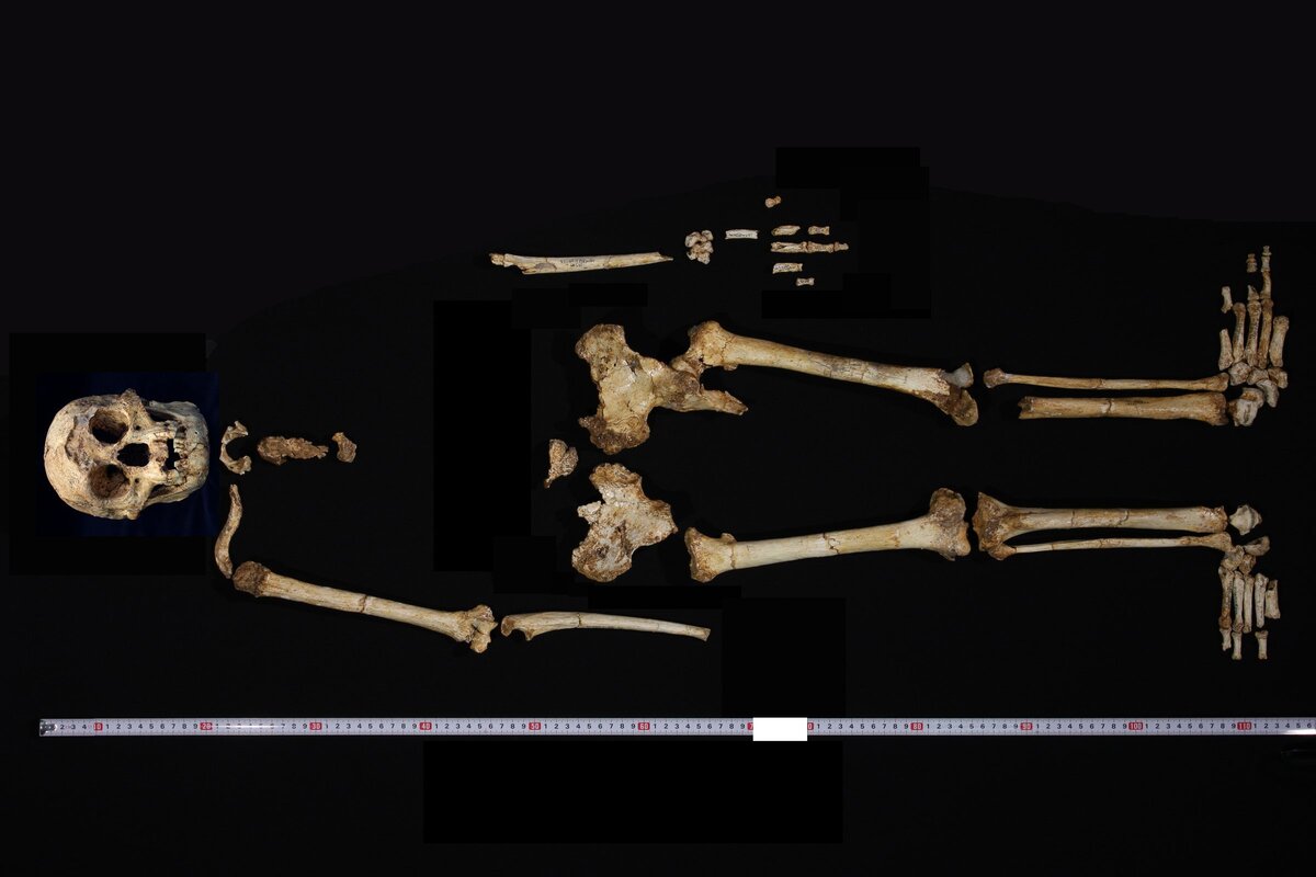 Скелет Homo floresiensis