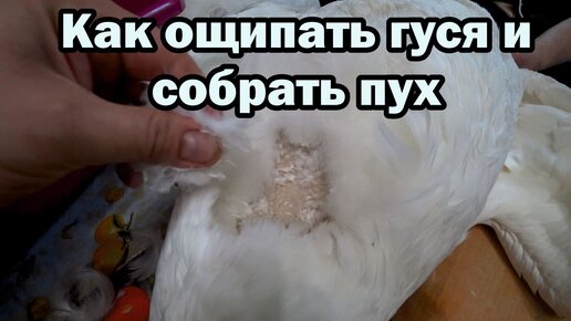 Как ощипать гуся и собрать пух?