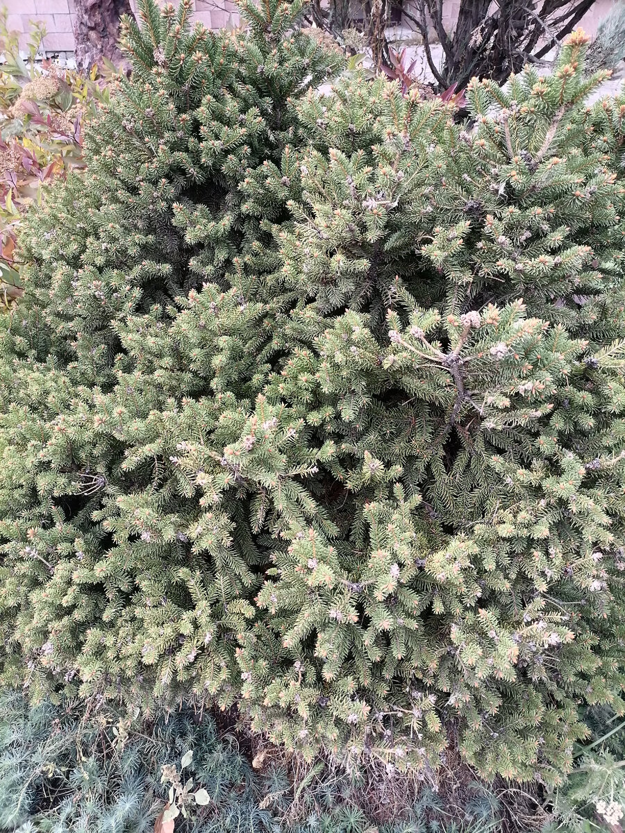 Ель сербская. Фото автора 