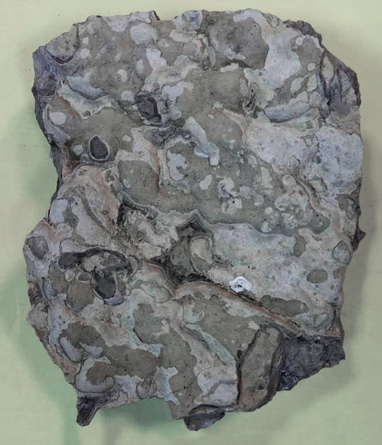 Окаменелые колонии строматолитов. Пермский край, 2022 г.