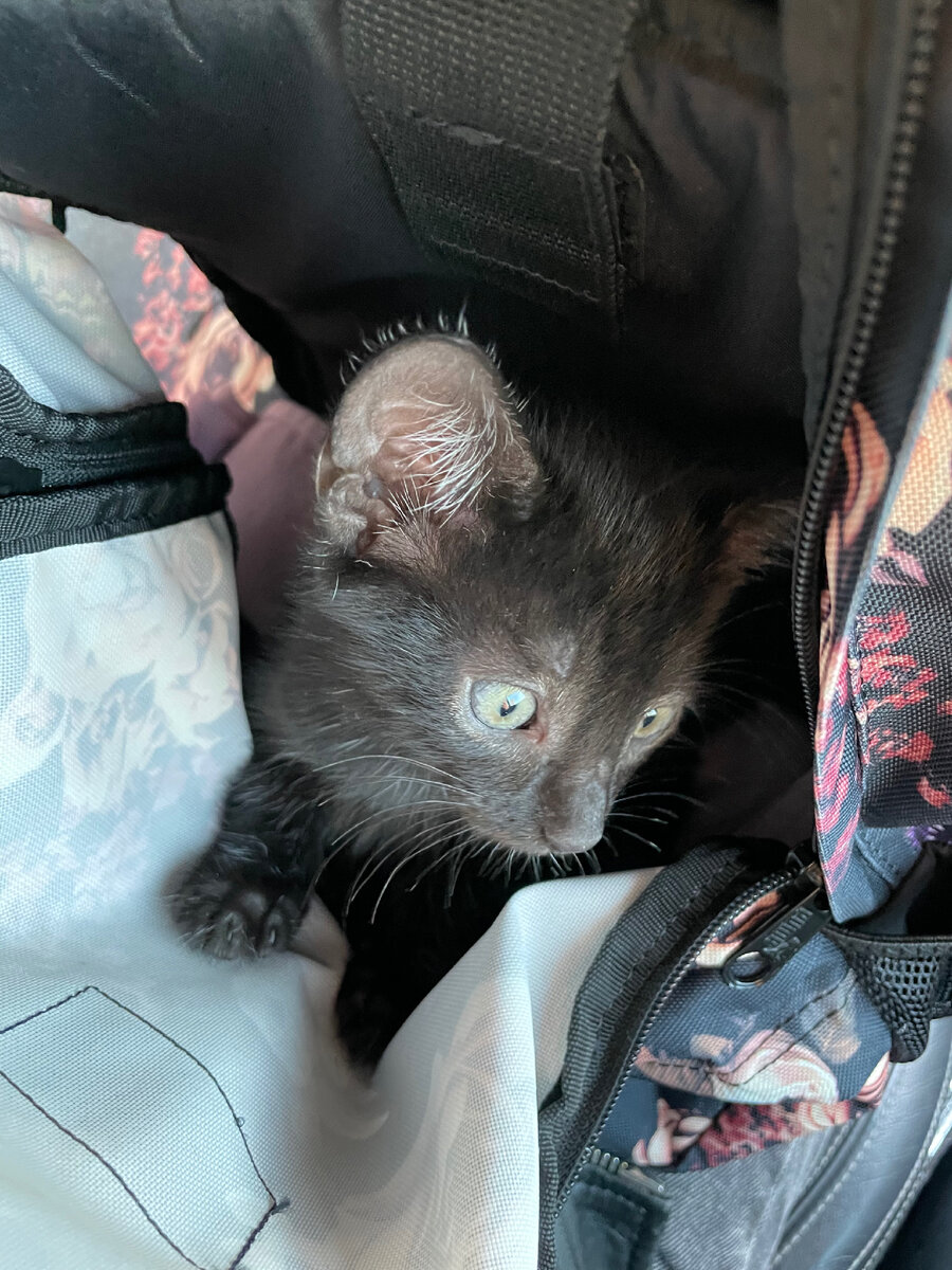 Фото из архива автора День, когда Её жизнь разделилась на До и После 😸