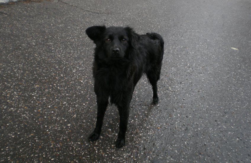 Фото похожей на Люсю собаки, mosaica.ru