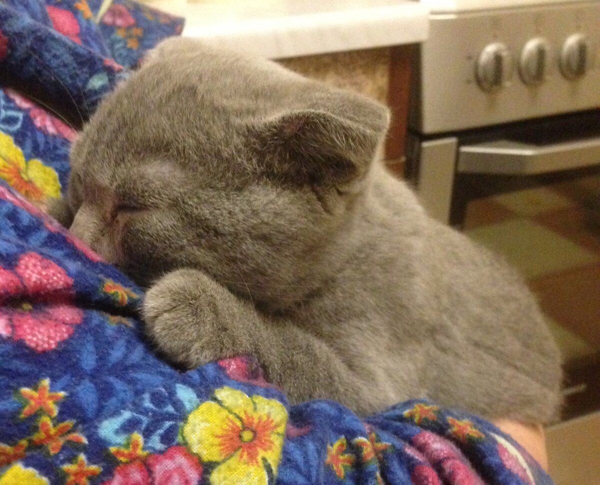Очень не хватает кошачьей мамы...