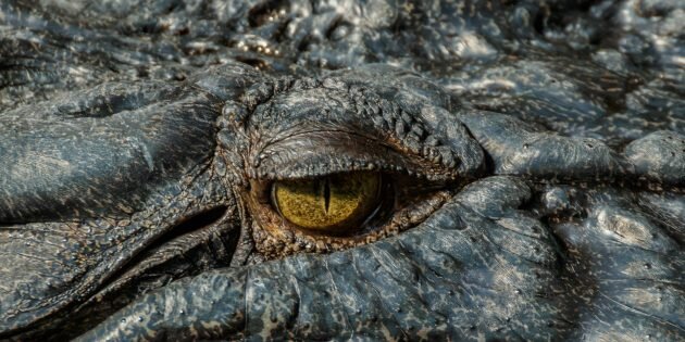 Глаз морского крокодила. Изображение: Wikimedia Commons📷
