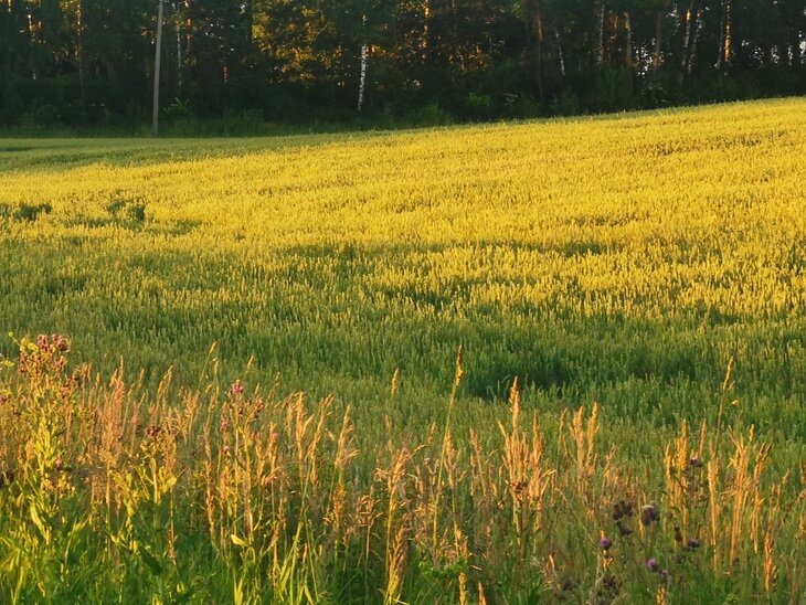    Контрольная полоса: доверяете или проверяете?