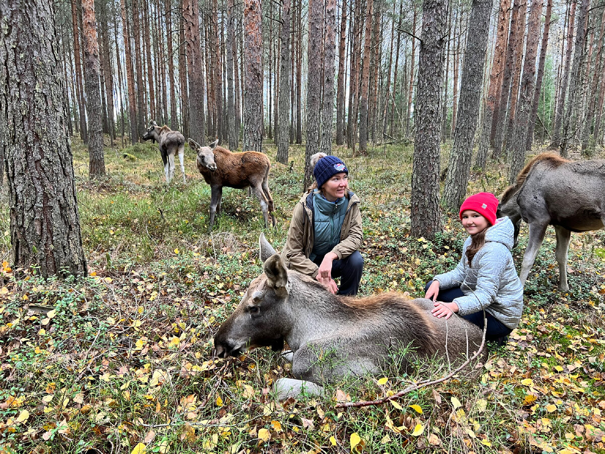 В Конаковских лесах