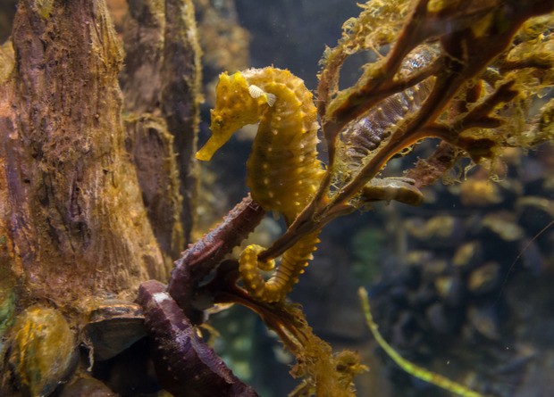 Морской конек Hippocampus erectus 
Wikimedia Commons