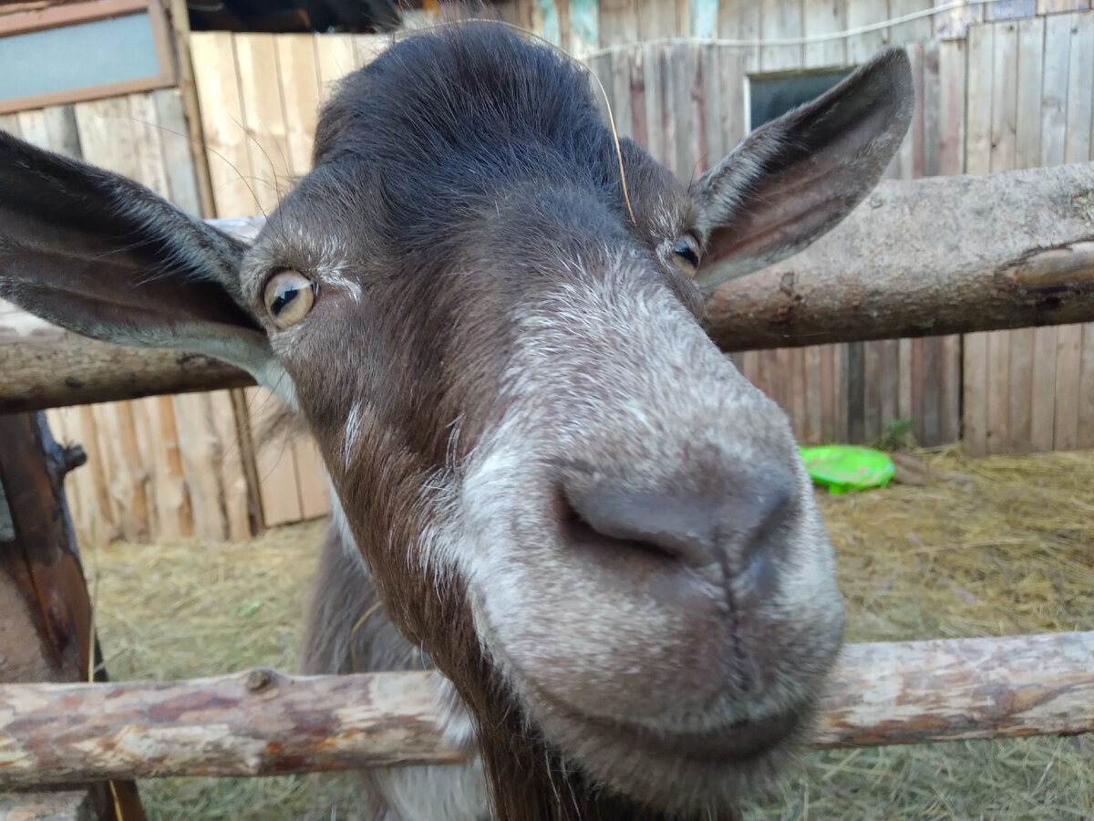 Мой самостоятельный козел