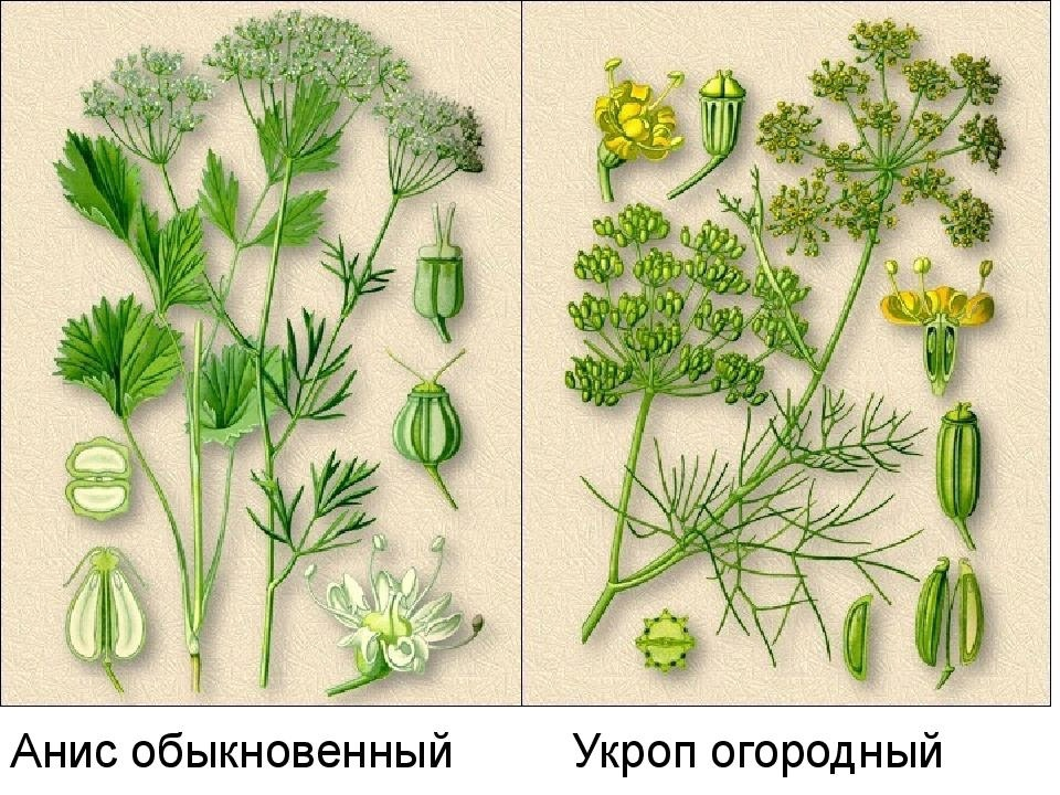 Схема посадки фенхеля