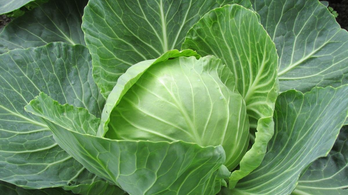 Капусту посолить можно с морозной водой. Фото: www.piqsels.com