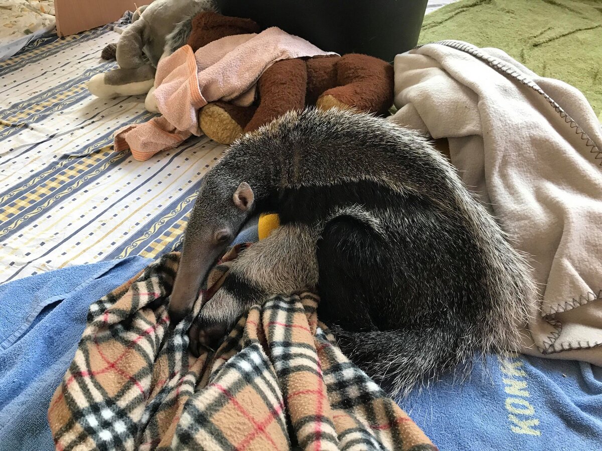 Выкармливали Мурашку по часам: 6 раз в сутки, в том числе, и ночью, ей давали порцию специальной смеси.