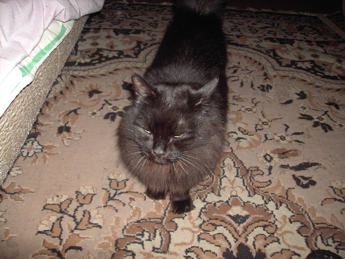 ЭТО   мой   кот    пушок.