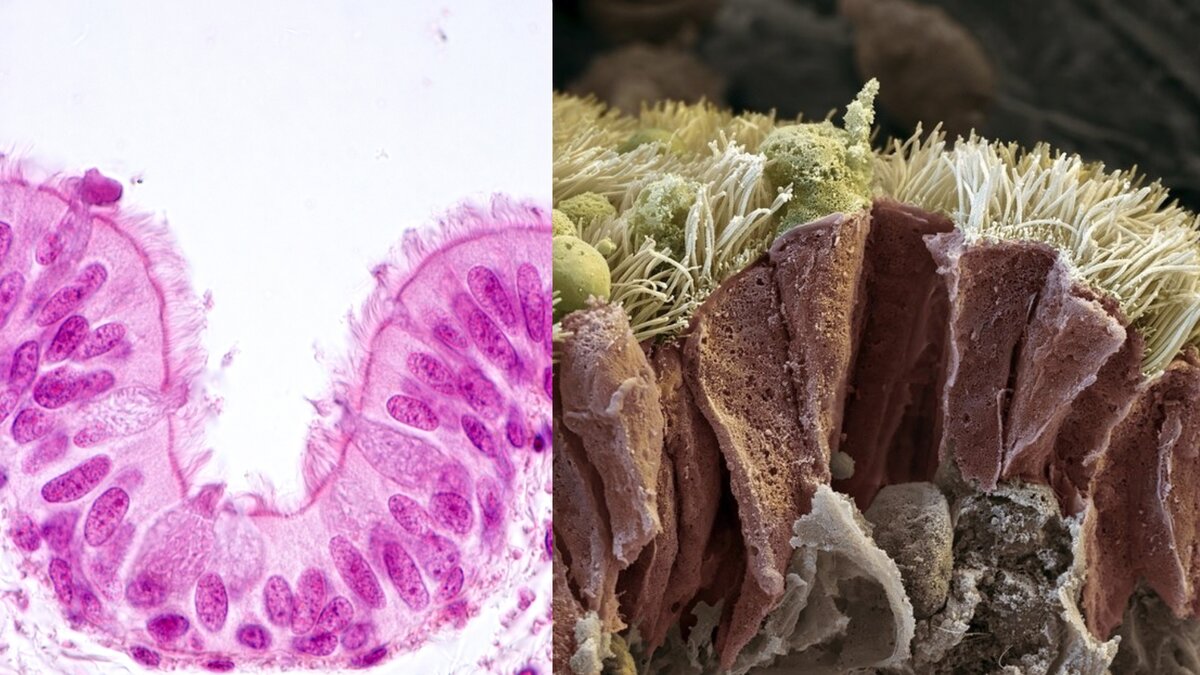 Организм под микроскопом