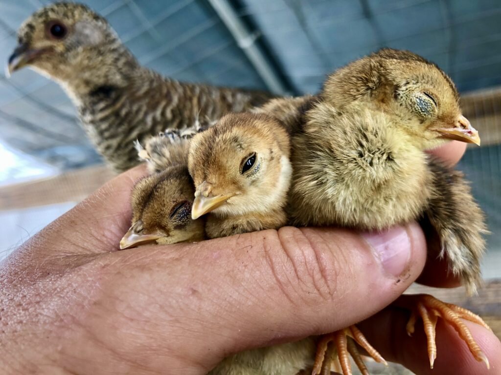 болезни фазанов