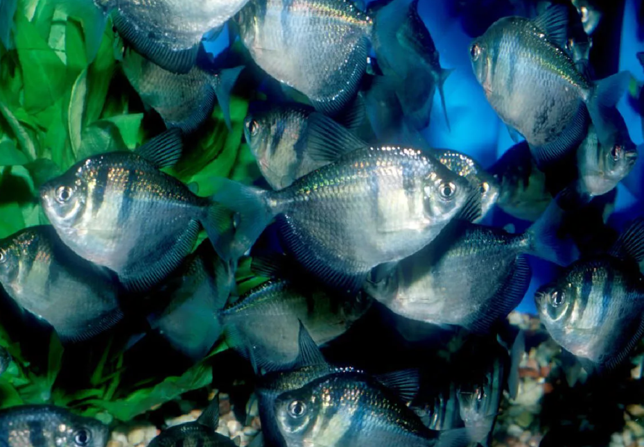 Черная тетра - стайная аквариумная рыбка