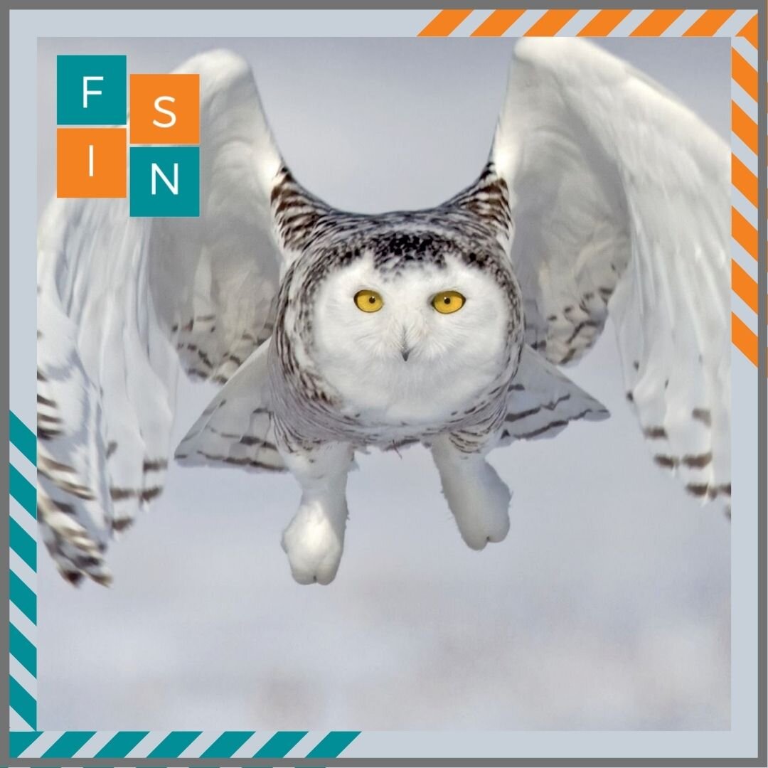 Полярная Сова🦉