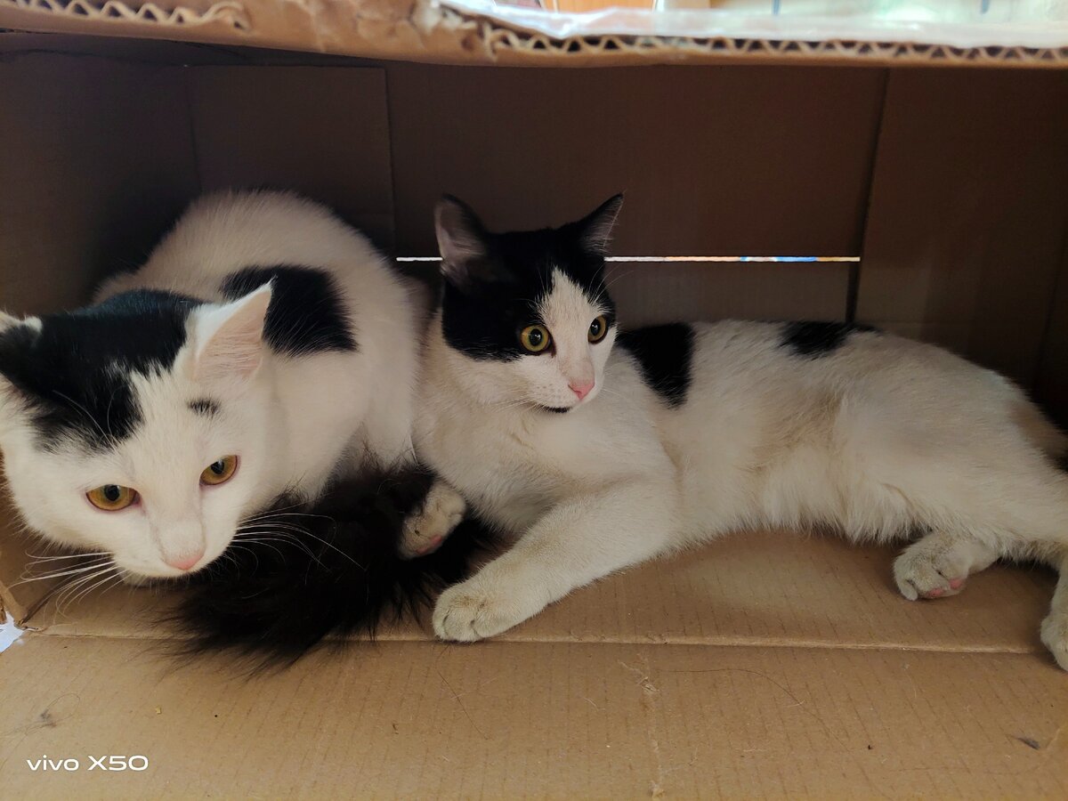 Слева направо Дзюдовище и Баньши ( простите за звукосочетание ).