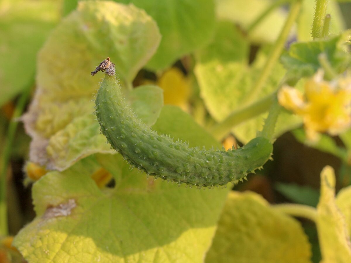 Фото: pixabay.com