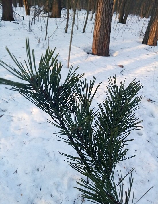"Не то, что мните вы, свобода: не слепок, не бездушный лик - ..." (Ф.И. Тютчев)