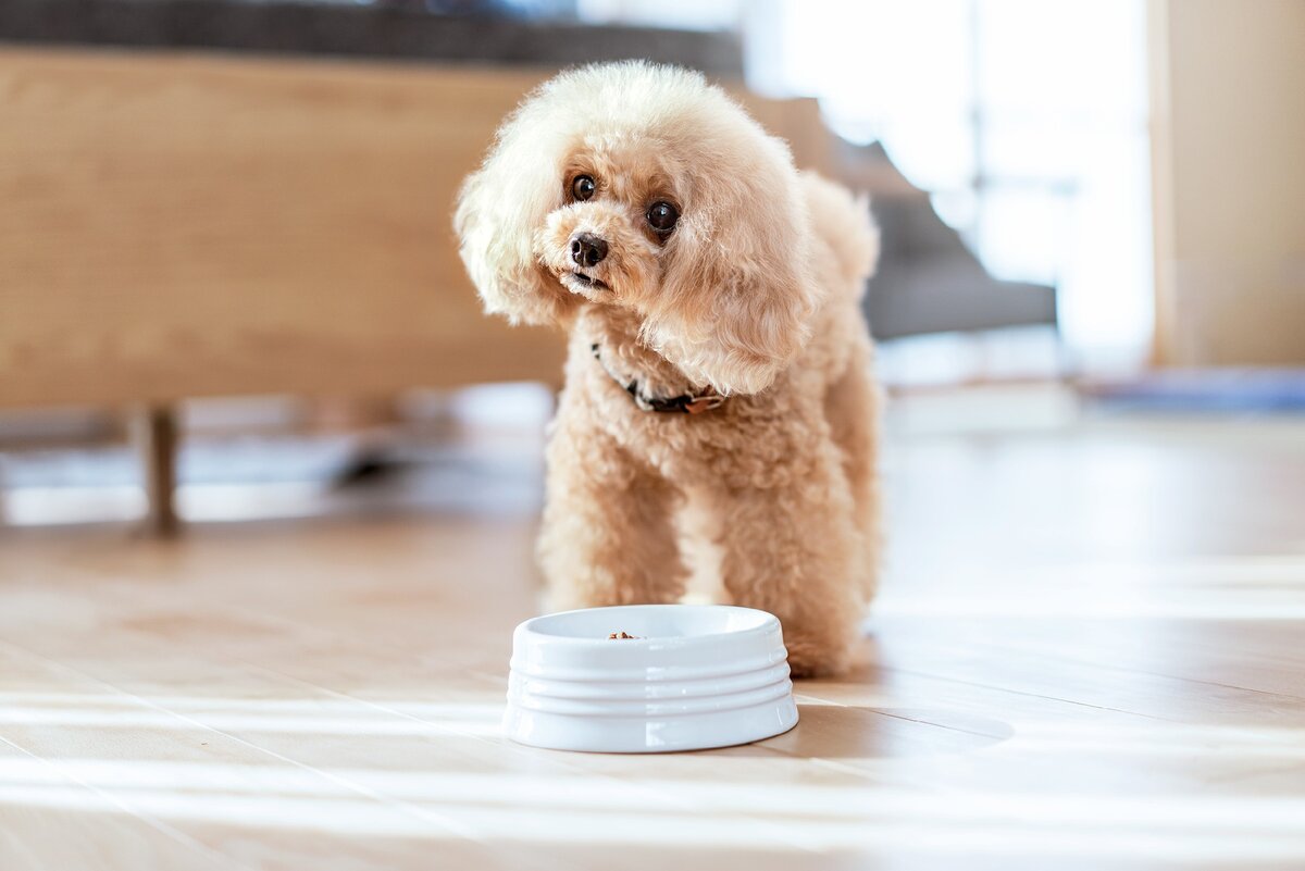 Постепенное внедрение нового корма: