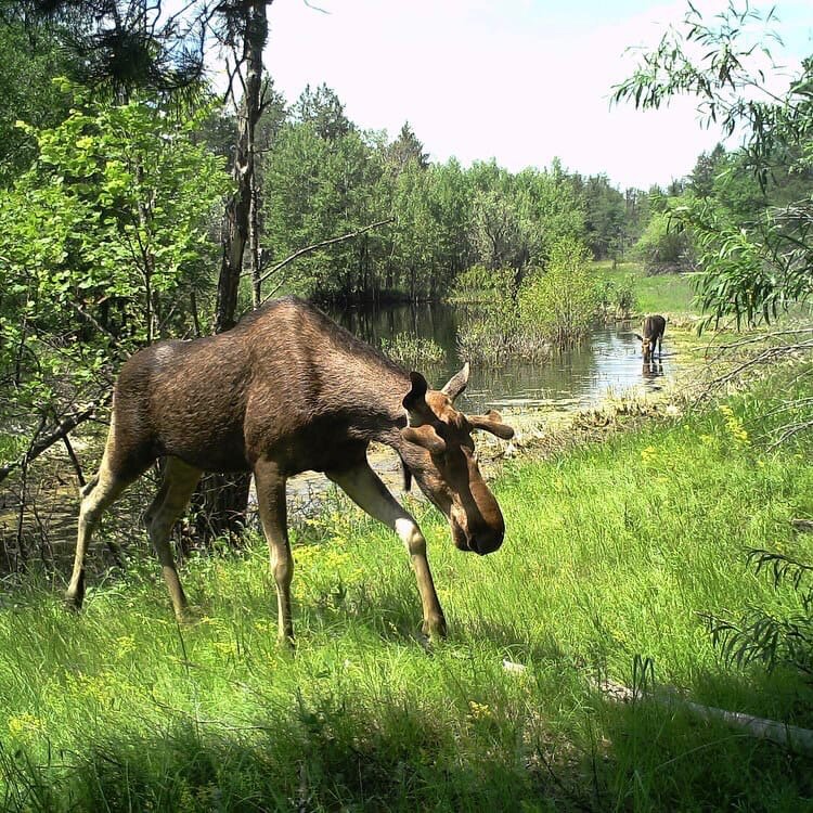 Животные воронежского заповедника фото