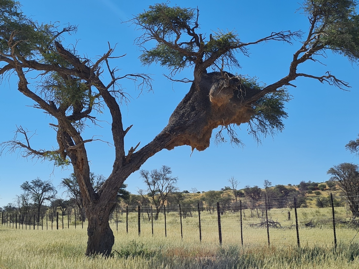 Милое птичье гнездышко, даже не самое крупное.....из там мноооого