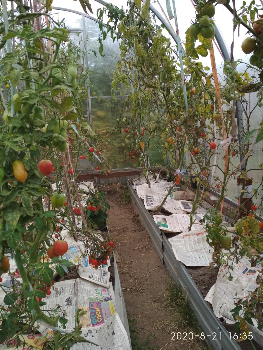 Перцы в теплице из поликарбоната — выращивание растений в закрытых тепличных условиях