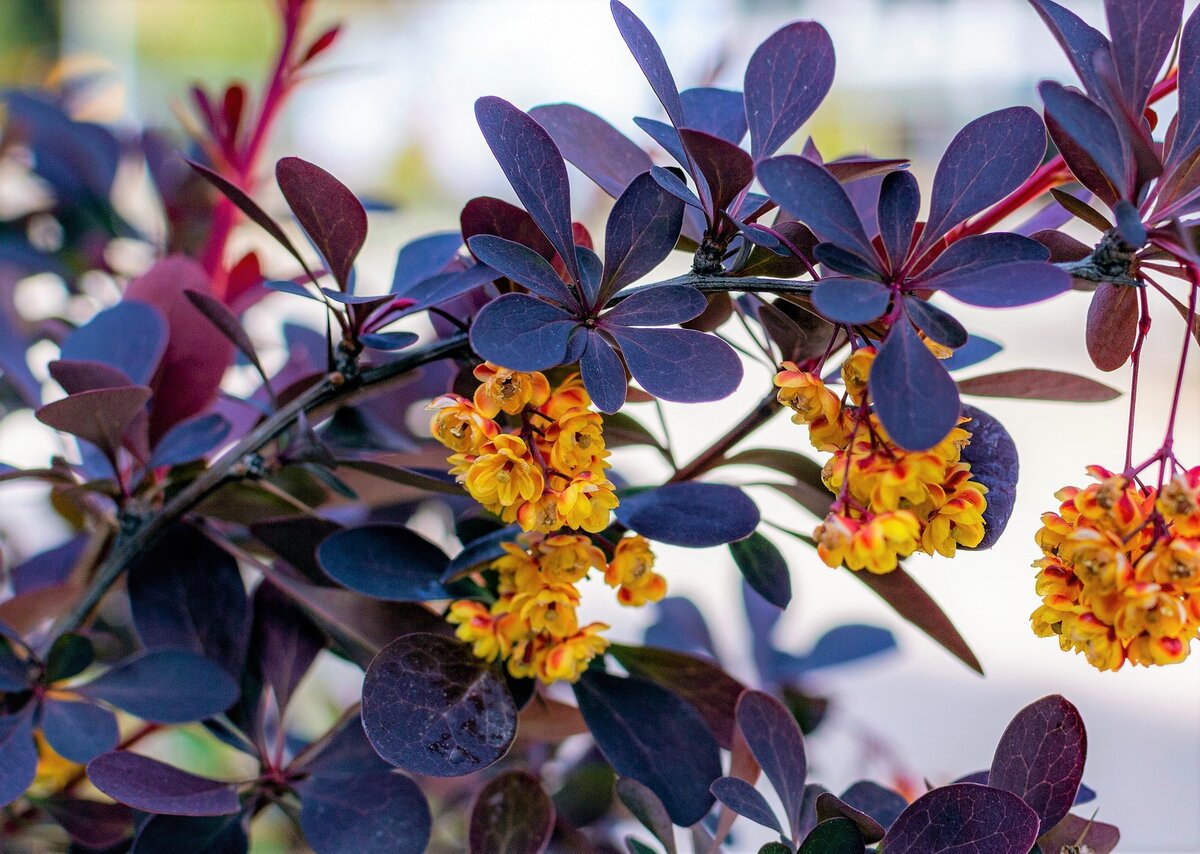 Барбарис Тунберга (Berberis thunbergii Concorde)