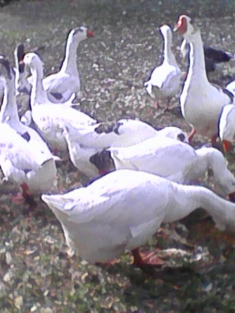 Гуси, которые спасли  Рим,  спасли  и меня. Они вернули веру в успешный труд.