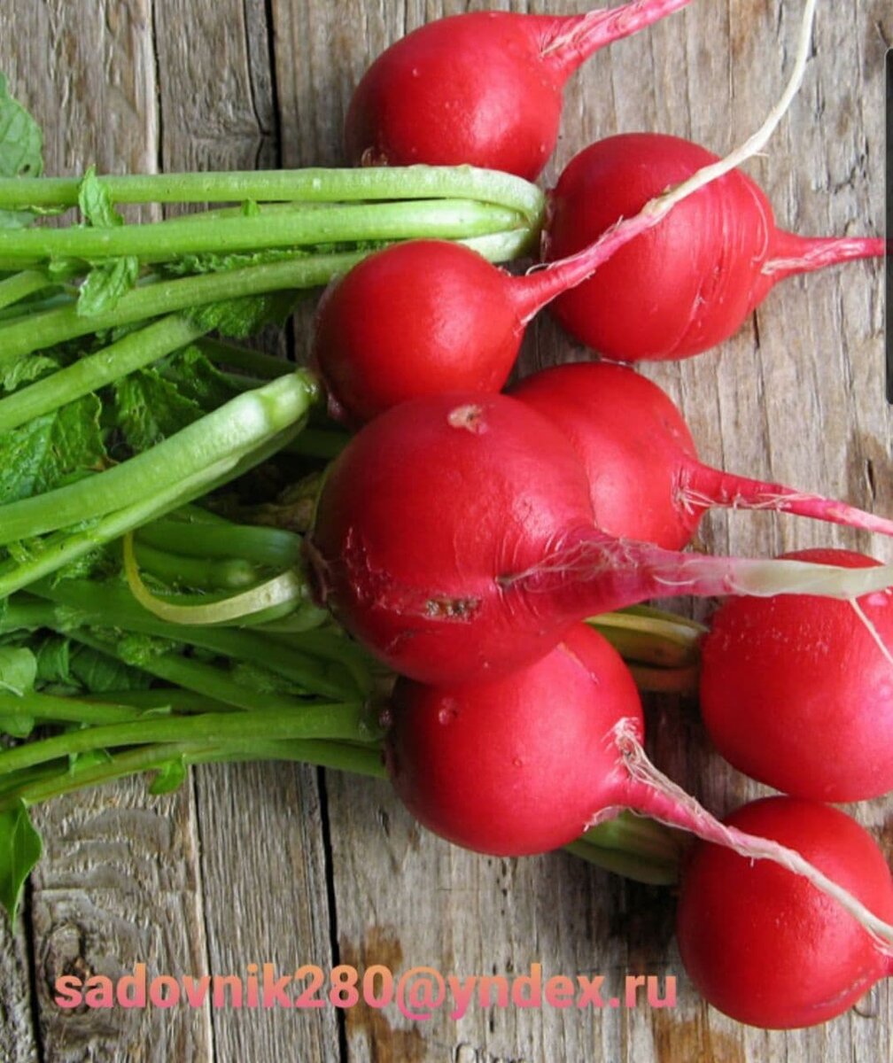 Сладкая редисочка