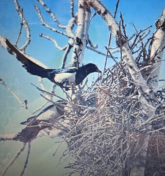 Фото из Интернета в свободном доступе. Сороки строят гнездо.