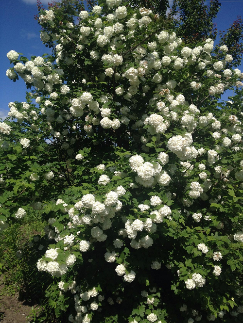 КАЛИНА БУЛЬДЕНЕЖ