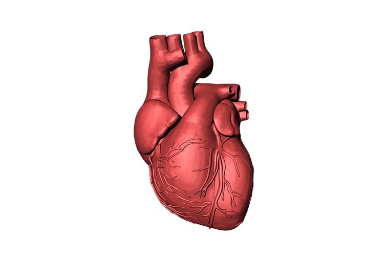 Модель человеческого сердца