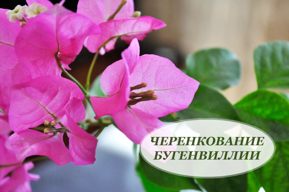 Очень изысканное растение