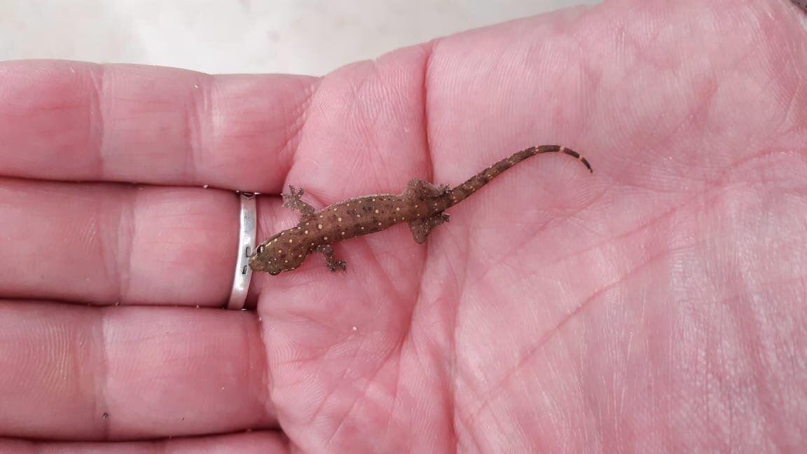 Жизнь на ладони.