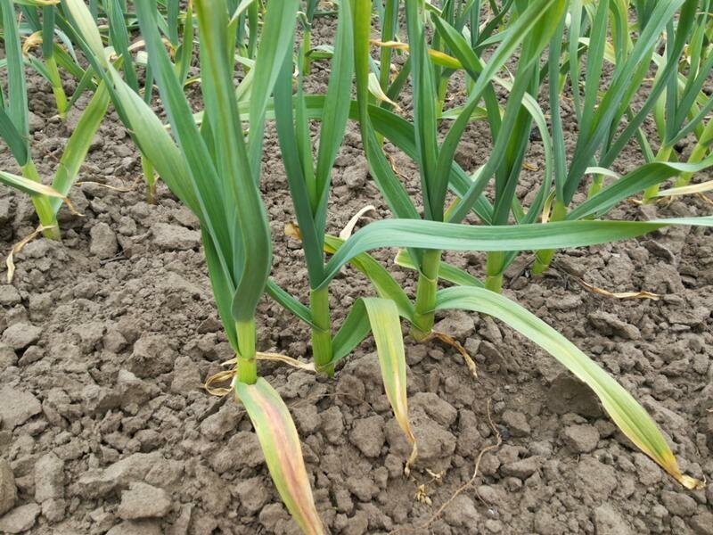 Чеснок с желтыми листьями.