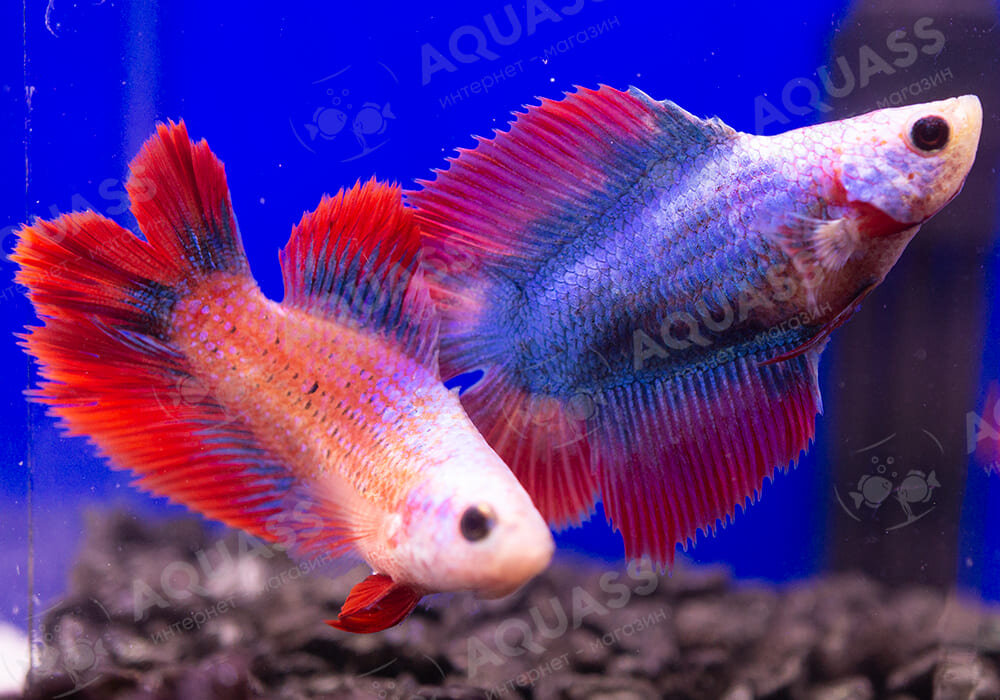 Рыбка петушок самка