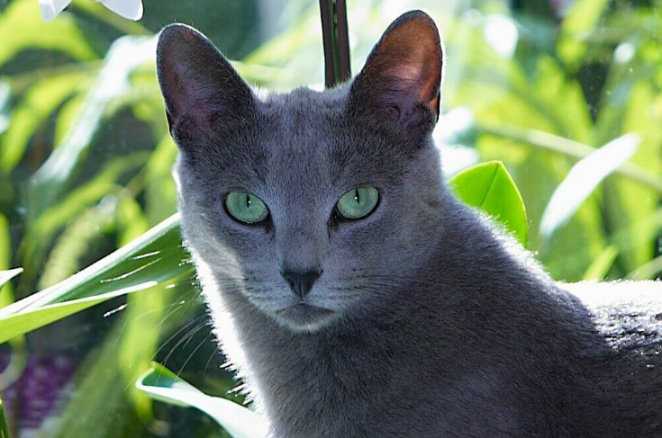 Стиль и элегантность: 7 пород кошек серого окраса | Pets2.me | Дзен
