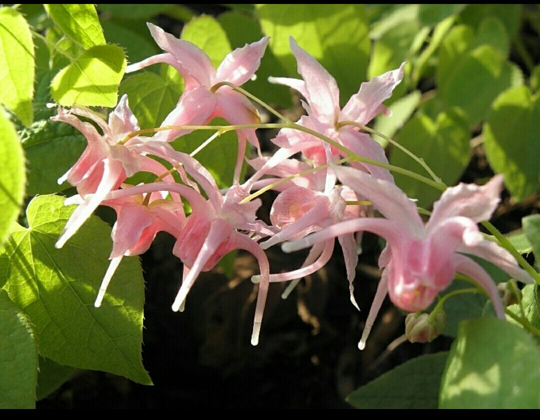 Фото горянки цветка