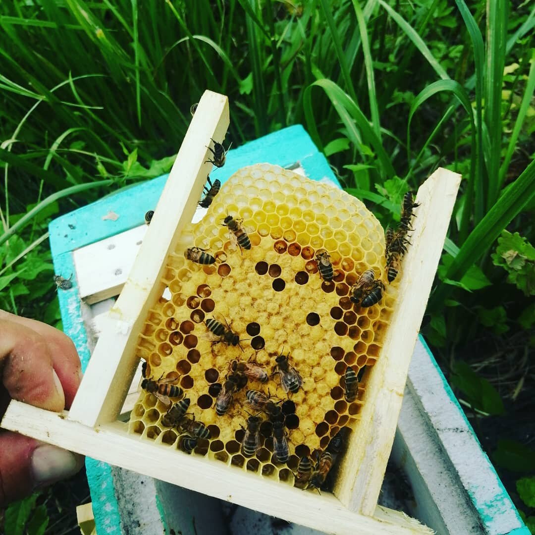 Мои нуклеусы в работе