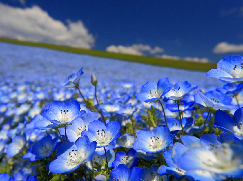 Такой красивый лен