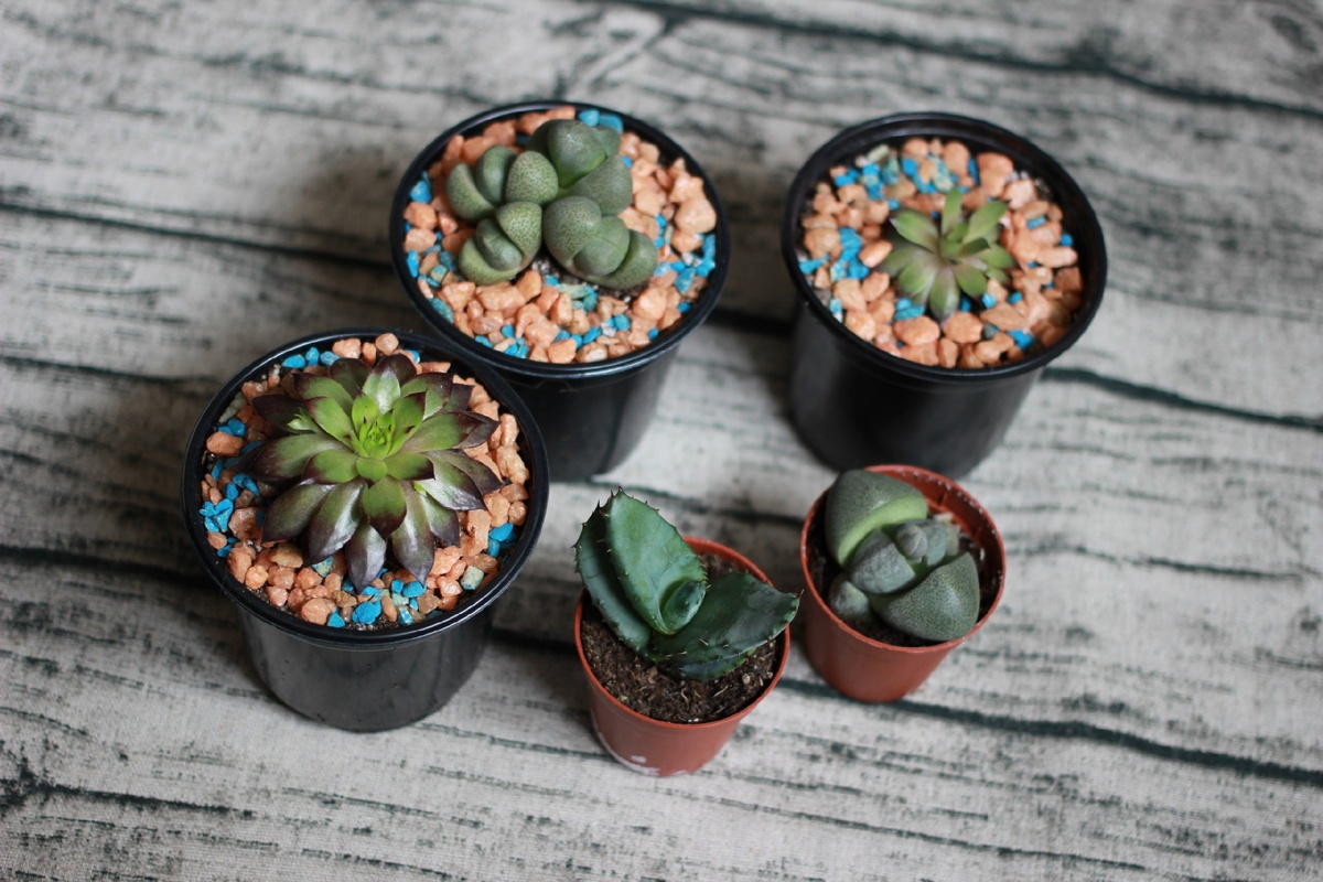 Моя покупка в Леруа Мерлен в 2017. Первые жители в Ступино.