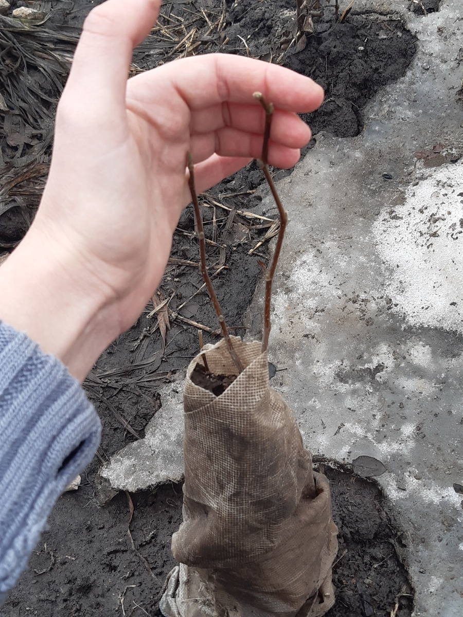 Магнолия. Не могла сделать более резкие фото, но там точно почки!