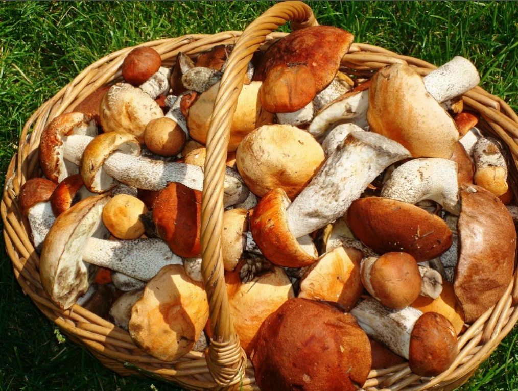 корзина грибов. белый гриб подосиновик и боровик. белый гриб и подосиновик. урожай грибов. подосиновик подберезовик белый.