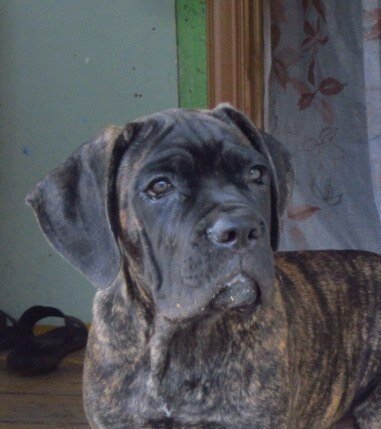 Щенок кане-корса! Тот самый, с которым не умели играть, считая его очень серьёзным.