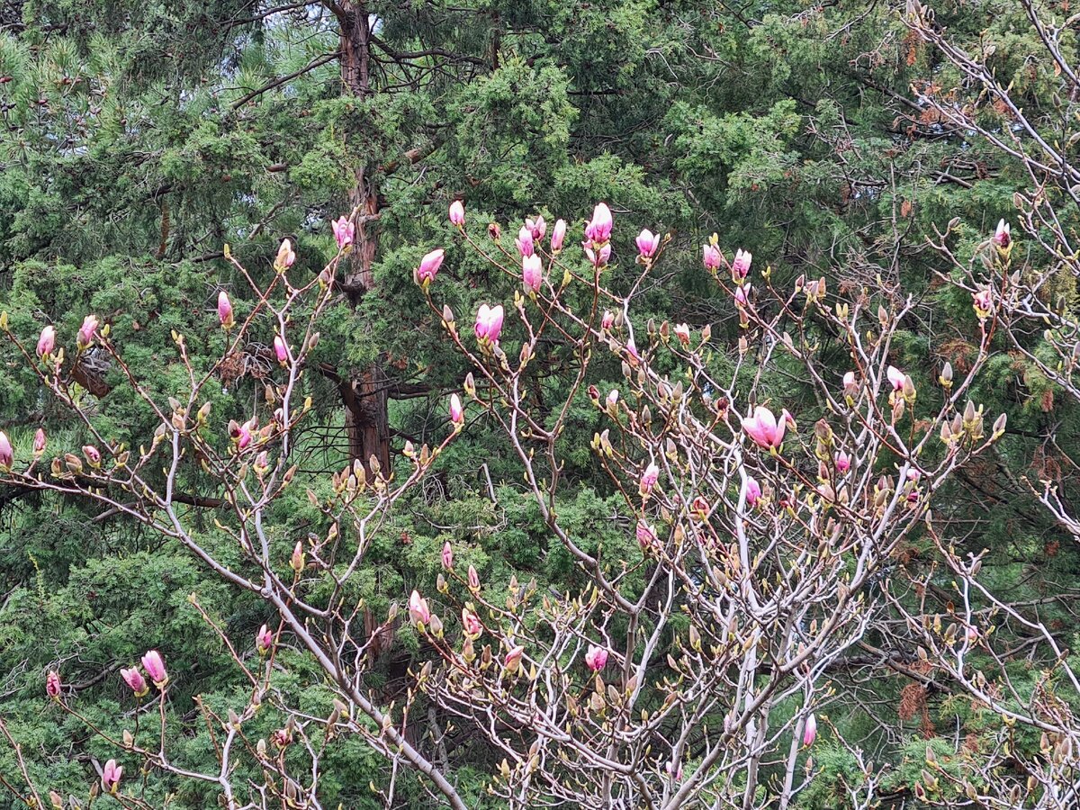 Магнолия расцветает