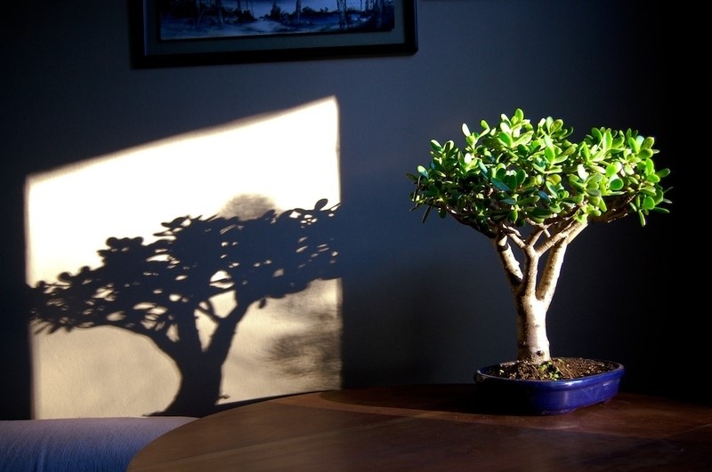 Источник Яндекс.Картинки