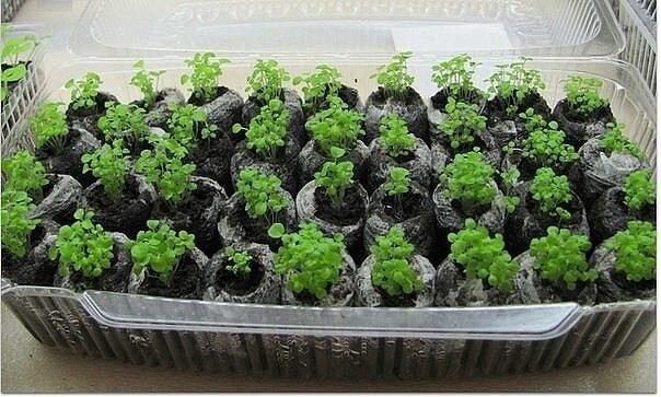 Так же по кипятку я сажаю огурцы. Делаю грядку, заправляю её золой и  удобрениями, хорошо поливаю и через несколько часов проливаю её кипятком  из лейки. Сразу после этого сажаю огурцы сухими семенами и накрываю  грядку плёнкой. В беседе с биологом выяснил, что горячая вода помогает  удалить эфирную оболочку семени, которая затрудняет прорастание (пишу с  его слов).