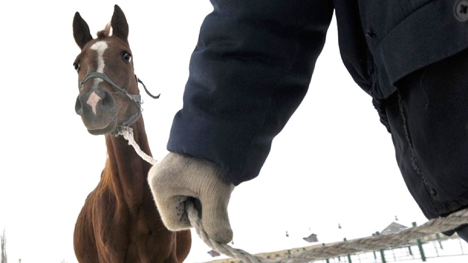 Угоняют кормилицу... Фото из свободного доступа.